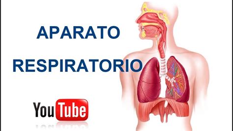 Partes del Aparato Respiratorio y sus Funciones   YouTube