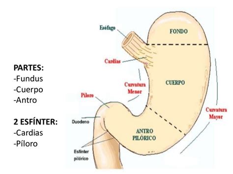partes del cuerpo en el estomago anatomia e histologia del ...