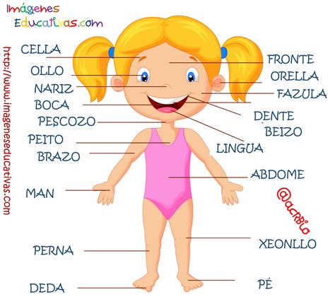 Partes del cuerpo en Galego  1    Imagenes Educativas