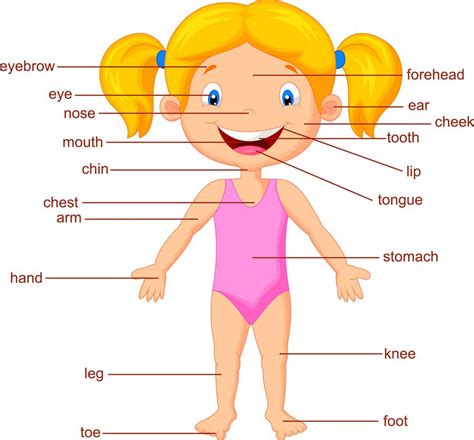 Partes del cuerpo en inglés para niños; ¡Aprenderán de una ...