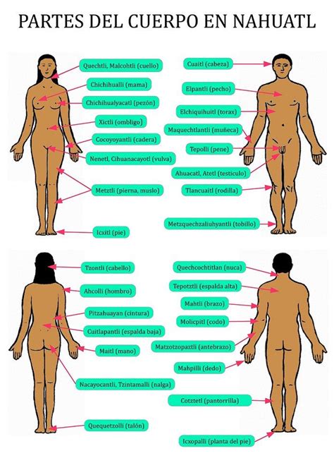 Partes del cuerpo en Náhuatl | Nahuatl | Pinterest ...