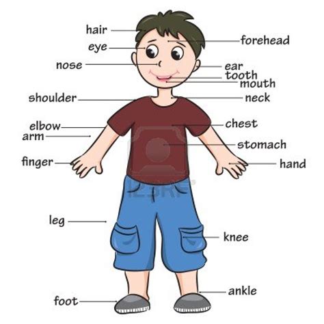 Partes del cuerpo humano en inglés   Number16Kids