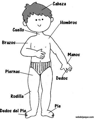 Partes del cuerpo humano para niños   Web del Peque