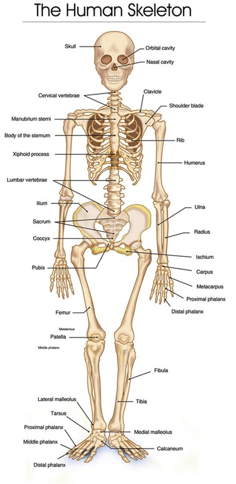 partes del esqueleto humano en ingles Brainly.lat