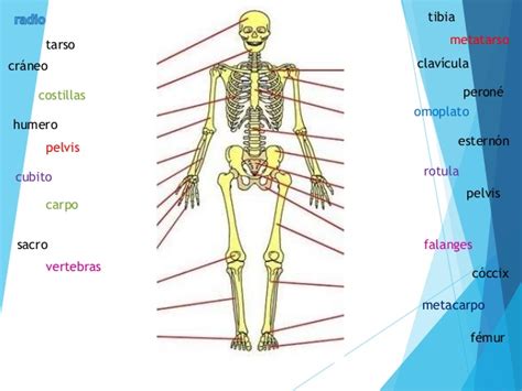 partes del esqueleto humano