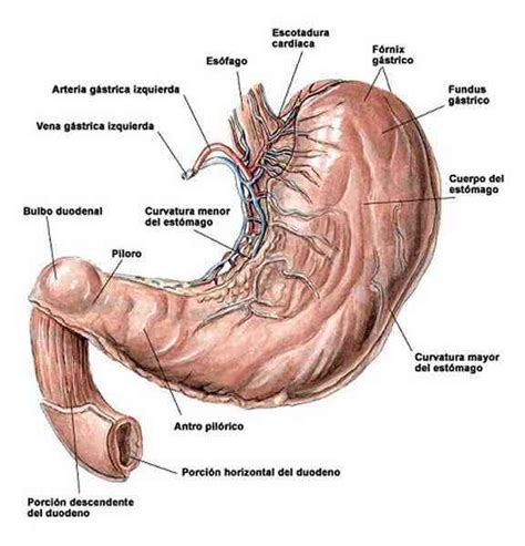 Partes del estómago