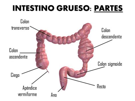 Partes del intestino grueso