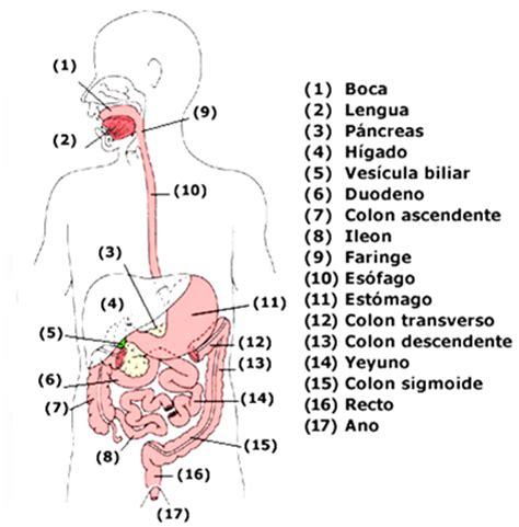 Partes del intestino   Imagui
