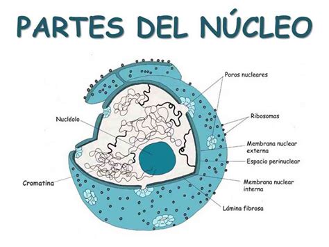 Partes del núcleo