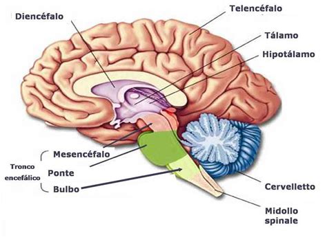 Partes del sistema nervioso central