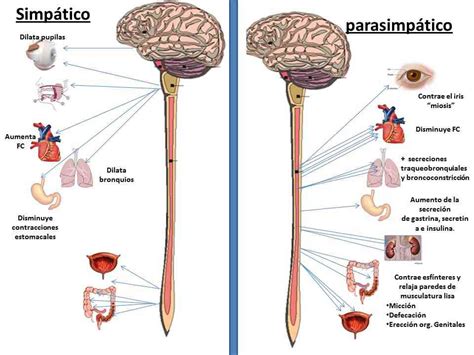 Partes del sistema nervioso periférico