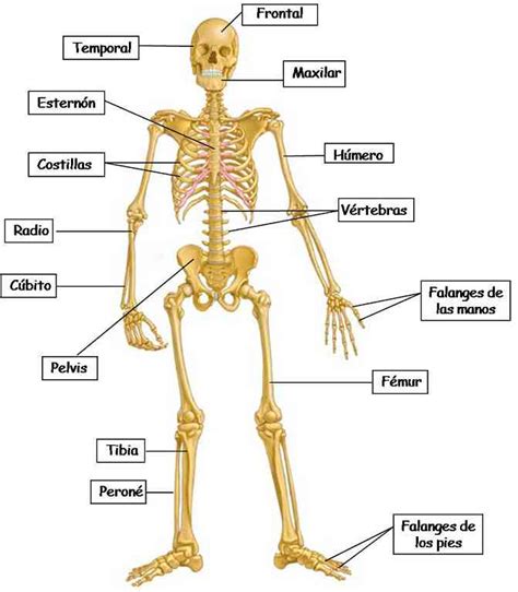 Partes del sistema óseo