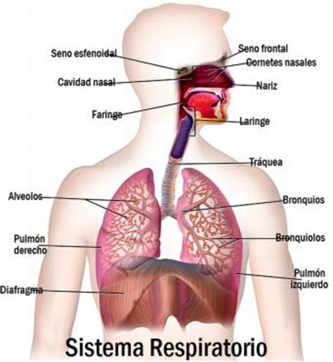 Partes del sistema respiratorio y sus funciones