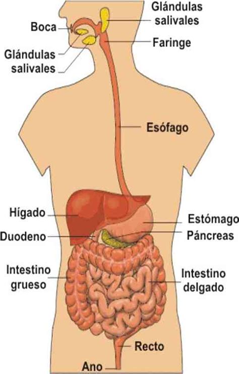 Partes del tubo digestivo