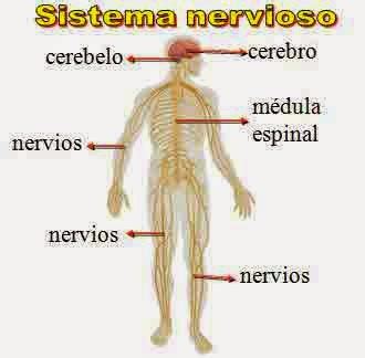 Partes y funciones del sistema nervioso autonomo