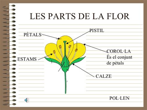 Parts De La Flor