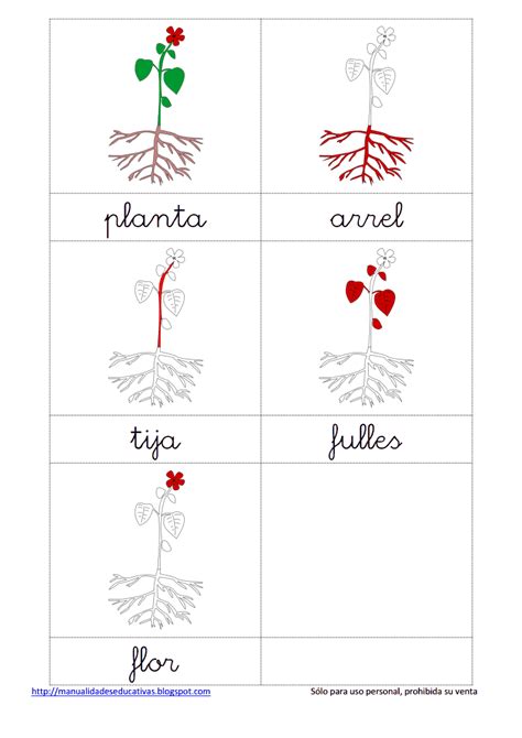 parts de la planta.pdf | Medi | Pinterest | Las plantas ...