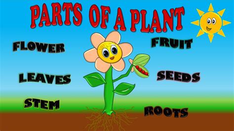 PARTS OF A PLANT FOR KIDS, PARTES DE PLANTA EN INGLES PARA ...