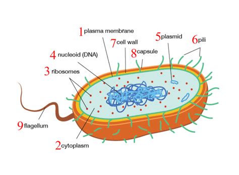 PARTS OF THE CELL :: PROKARYOTIC CELL