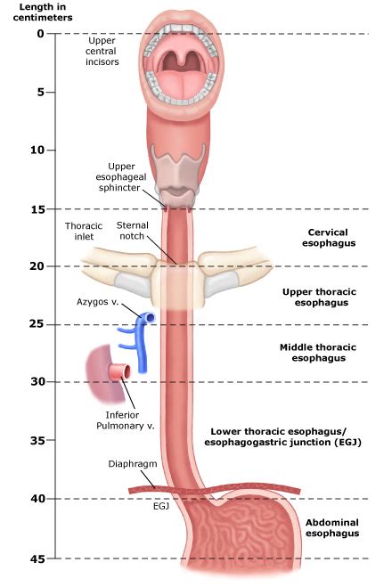 Parts of the Esophagus | Seattle Cancer Care Alliance