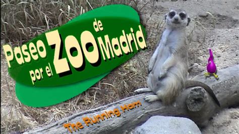 Paseo por el Zoo de Madrid   YouTube