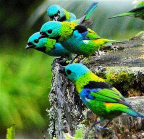 Pássaros ÁF: esis são sairá 7 cores uma das mais belas ...