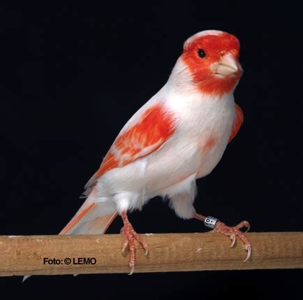 Pássaros Domésticos: Lista de Raças de Aves de Gaiola ...