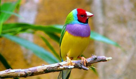 Pássaros Lindos  Mundo Animal  ~ Imagens em Vídeo