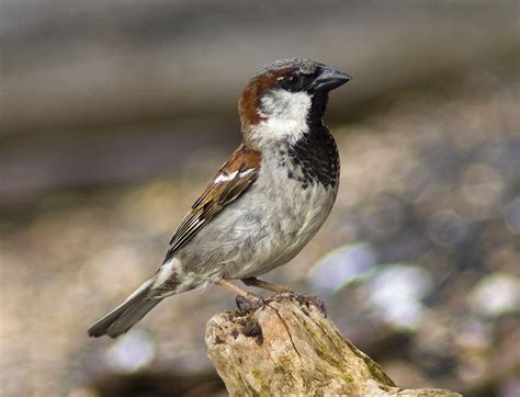 Passeriformes — Wikipédia