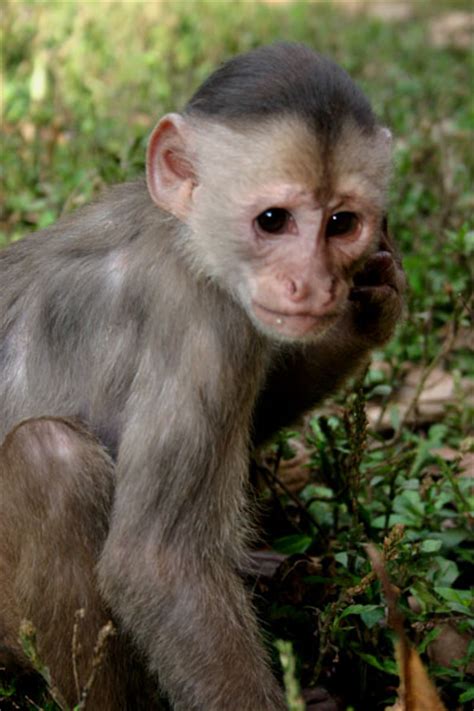 Pastaza.com   Fotos de monos Ecuador, Amazonia monos
