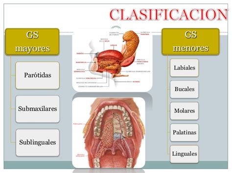 Patologia de la boca y glandulas salivales  Gianmarco ...