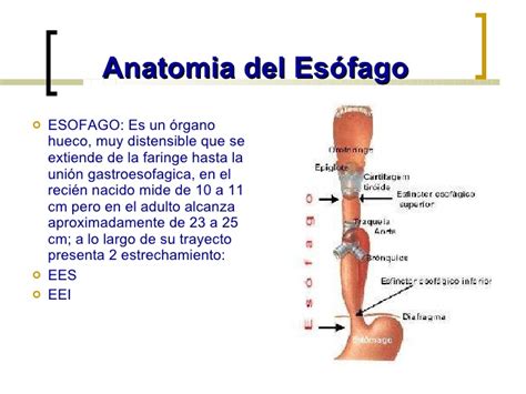 Patologias del esofago