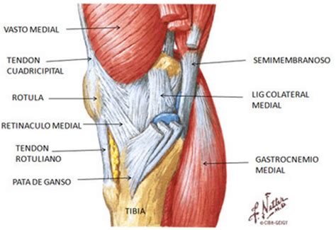Patologías en rodilla: Componentes del MMII