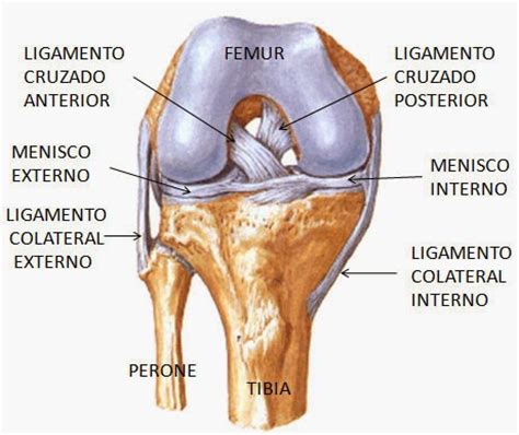 Patologías en rodilla: Componentes del MMII