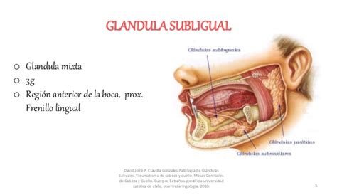 Patologias glandulas salivales