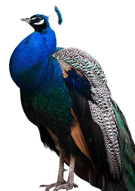 Peacock PNG images free download
