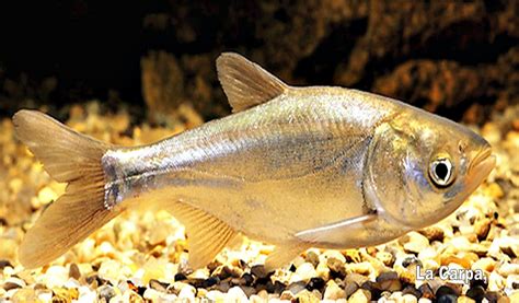 Peces de agua dulce.   Imágenes   Taringa!