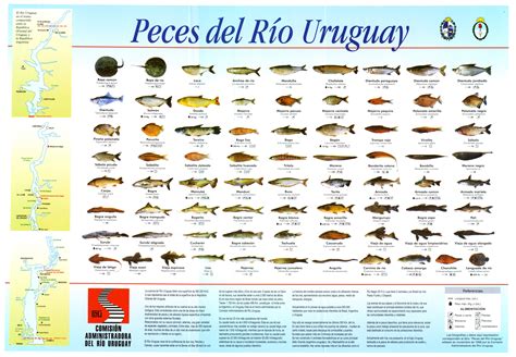 Peces del Río Uruguay « C.A.R.U. – Comisión Administradora ...