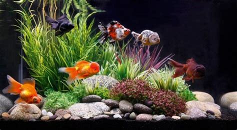 Peces Goldfish: Historia, Tipos Y Cuidados Para Este Pez