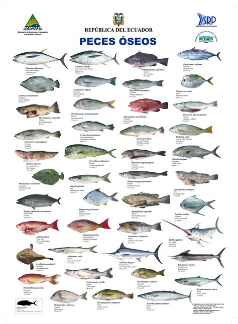 Peces Oseos | Infographic | Pinterest | Fish, Animal and ...