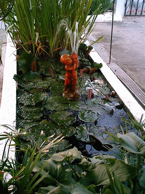 peces para un estanque | Cuidar de tus plantas es ...