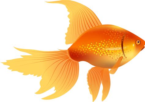 Peces peces de colores aislados   Descargar vector