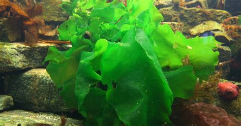 Peces y plantas ornamentales: Ulva Lactuca   Lechuga de mar