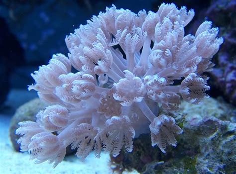 Peces y plantas ornamentales: Xenia spp.   Corales Pulsantes