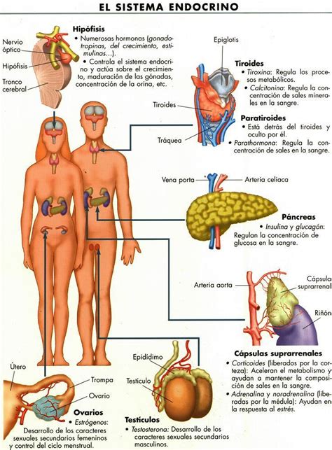 Pedagogia: Sistema endocrino