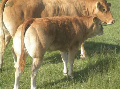 Pedigree Limousin Cattle for Sale | Fieldson Limousins