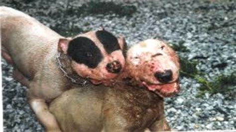 Pelea de perros Bull terrier mascota o asesino   YouTube