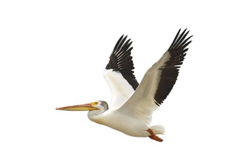 Pelican PNG images free download