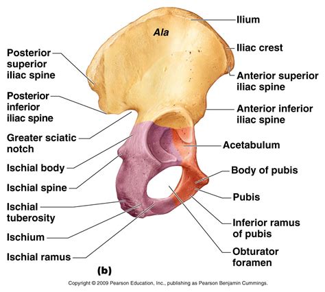 pelvic girdle hip bone | Hip Bone | ANATOMIA/FISIOLOGIA ...