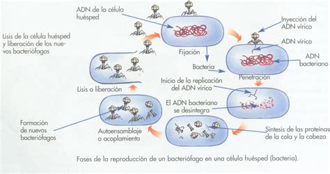 Peña`s Corp   La Reproducción de los Virus
